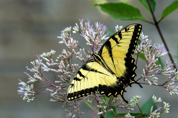 An Eastern Tiger Swallowtail butterfly nectaring on Joe Pye-weed.