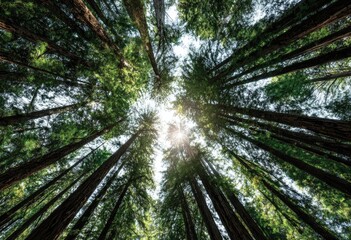 Obraz premium Lush forest canopy viewed from below