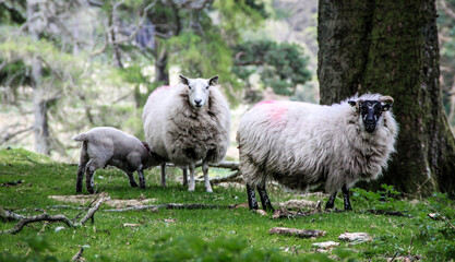 Ewe nursing lamb, with ram and two other lambs in grassy woodland.
