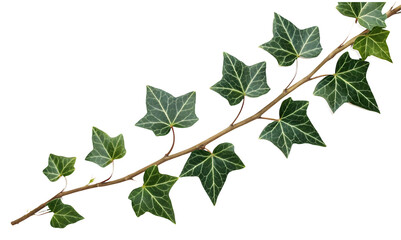 Ivy leaves isolated on white or transparent background