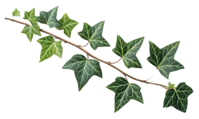 Ivy leaves isolated on white or transparent background