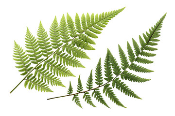 Fresh green natural fern leaf corner isolated on white or transparent background © Samoresh