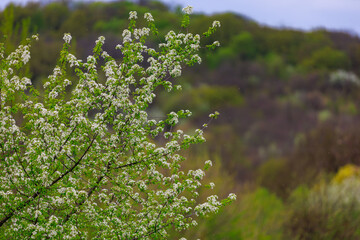 Branches of flowering fruit trees with selective focus. Spring background with copy space