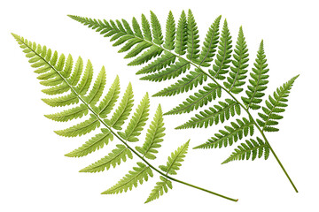 Fresh green natural fern leaf corner isolated on white or transparent background © Samoresh