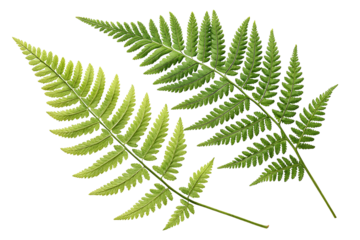 Fresh green natural fern leaf corner isolated on white or transparent background