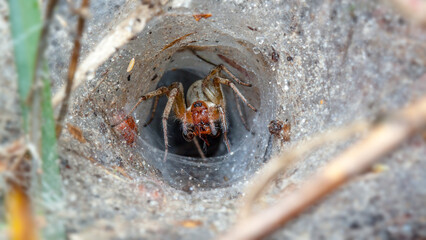 spider on the ground