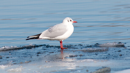 seagull on the beach