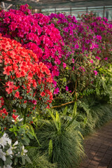 Vibrant pink bushes of azalea flowers