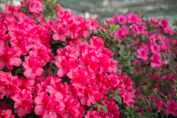 Vibrant blooming Azalea Flowers in a Greenhouse
