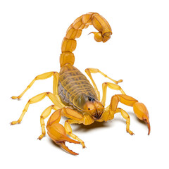 Close-up de um escorpião amarelo em fundo branco, mostrando detalhes de sua anatomia, como pinças e ferrão.