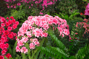 Azalea Flowers in a Greenhouse, blooming azalea