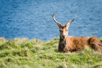 A serene scene of a red deer lying on grass by a calm blue lake, surrounded by peaceful natural beauty and vibrant greenery, evoking a sense of connection with wildlife and nature