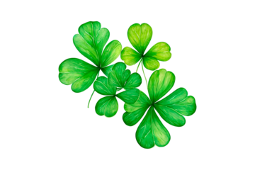 clover isolated on white background