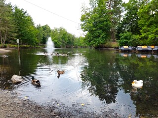 A flock of wild brown  ducks swims along the river along the shore. Trees and nature in Netherlands...