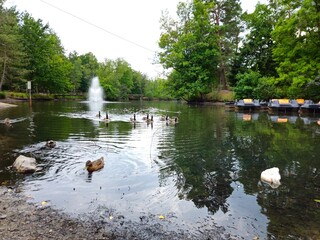 A flock of wild brown  ducks swims along the river along the shore. Trees and nature in Netherlands area. Ducks family are swimming on the lake and enjoying good weather. bridge. 