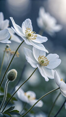 Delicate white anemone flowers with yellow stamens