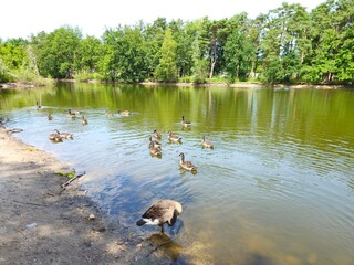 A flock of wild brown  ducks swims along the river along the shore. Trees and nature in Netherlands area. Ducks family are swimming on the lake and enjoying good weather. bridge. 