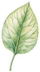 Green leaf vein texture watercolor veins