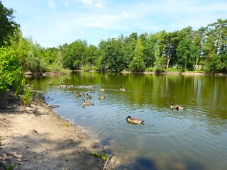 A flock of wild brown  ducks swims along the river along the shore. Trees and nature in Netherlands area. Ducks family are swimming on the lake and enjoying good weather. bridge. 