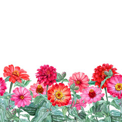 Watercolor painted seamless bottom border, footer with garden Zinnia flowers, stems and leaves