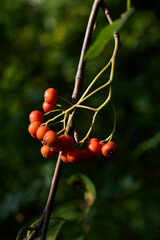 mountain ash ripens on a green bush on a bright sunny day