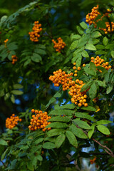 mountain ash ripens on a green bush on a bright sunny day