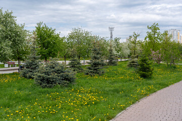 Small spruce trees, blooming apple trees, green grass and meadow with yellow dandelions in UGMK Park in spring on cloudy day in town Verkhnyaya Pyshma