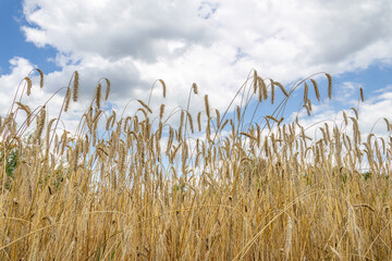 Rye field, crops ready for harvest. Sunny day.