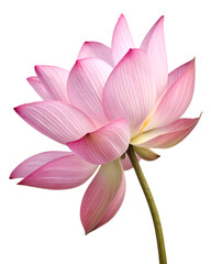 Fototapeta premium pink water lily isolated on transparent background