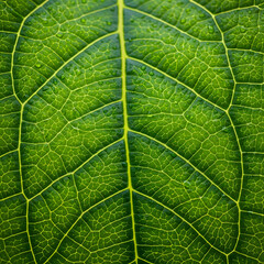 leaf texture macro