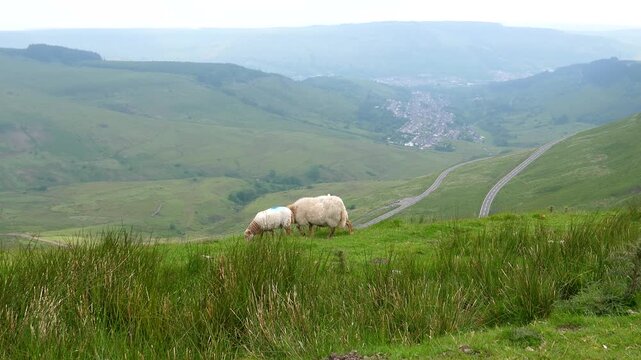 Ewe and young sheep grazing grass on Bwlch mountain in South Wales, Treorchy town in the deep valley.