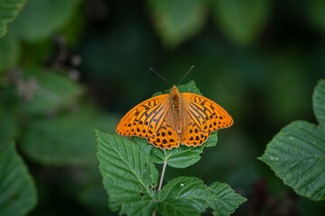 orange butterfly Fritillary on green leaf , top view
