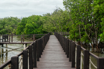 Fototapeta premium Serene Wooden Pathway Through Greenery