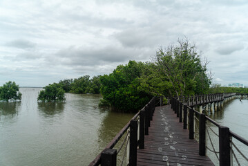 Naklejka premium Scenic Boardwalk Through Lush Mangrove Forest