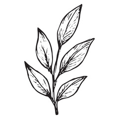 Stylish Hand-Drawn Leaf Sketch for Botanical and Creative Designs