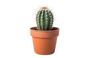 A small cactus in a pot isolated on transparent background