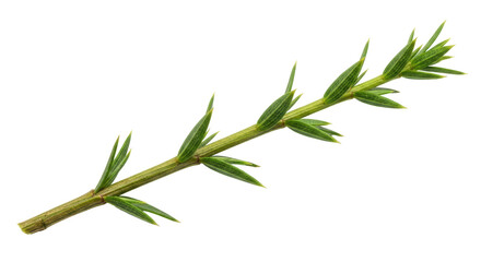 Isolated Branch of Green Juniper on White Background