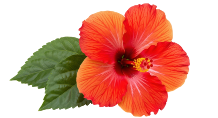 Isolated Orange Hibiscus Flower with Leaves