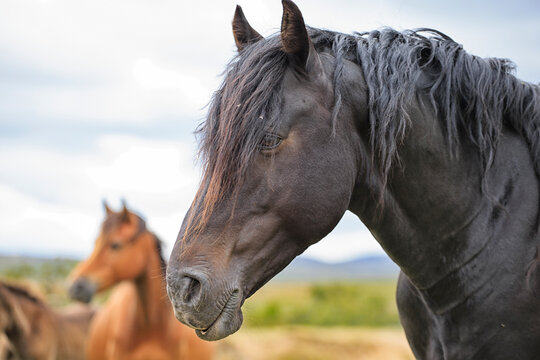 The portrait of three horses in the herd.