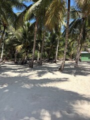 palm trees at beach with hammock