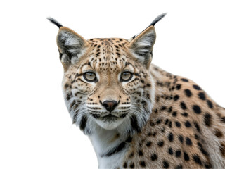 Eurasian lynx portrait on white background
