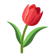 Fototapeta premium Red single tulip 