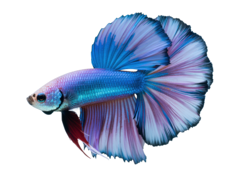Colorful betta fish with flowing fins isolated
