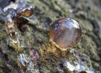 wood resin on tree close-up