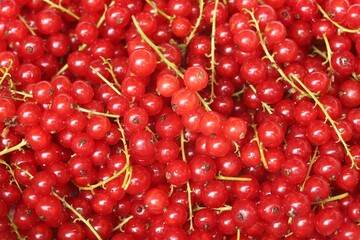Fresh red currants harvested from the garden