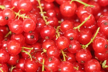 Fresh red currants closeup with vibrant details