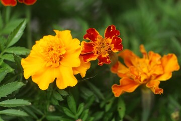 Colorful marigold flowers bloom in a garden on a sunny day
