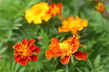 Marigold flowers blooming in a vibrant garden setting