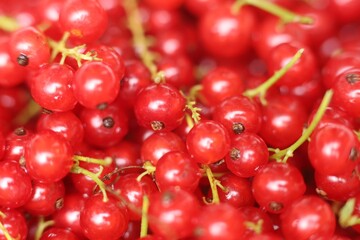 Fresh red currants close up for culinary uses