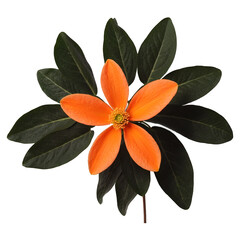 Stifftia chrysantha Flower CloseUp with Green Leaves on White Background, Isolated.